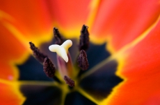 Staubgefäße einer Tulpe in Makroansicht